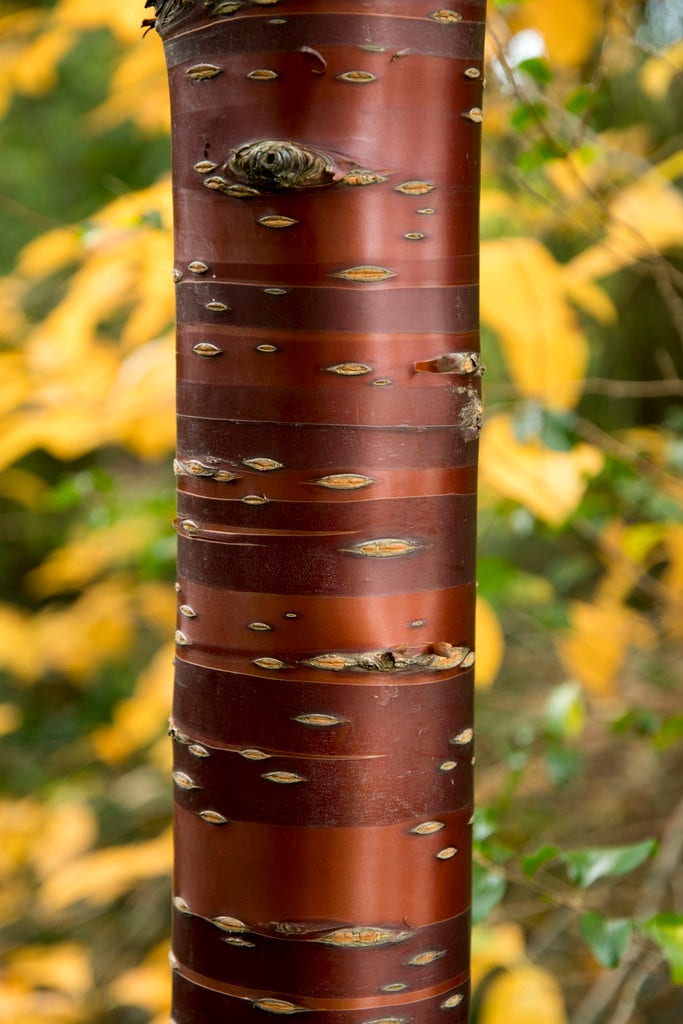 Tibetaanse sierkers (Prunus serrula)