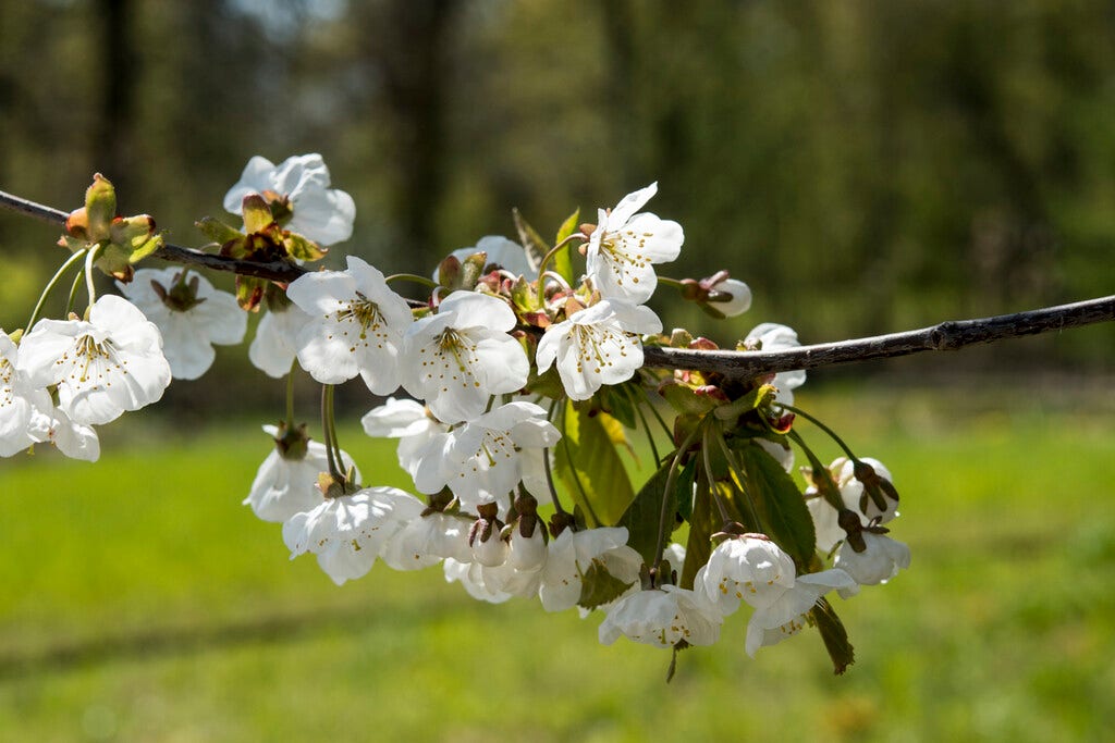 Zoete kers, bosplantsoen (Prunus avium)