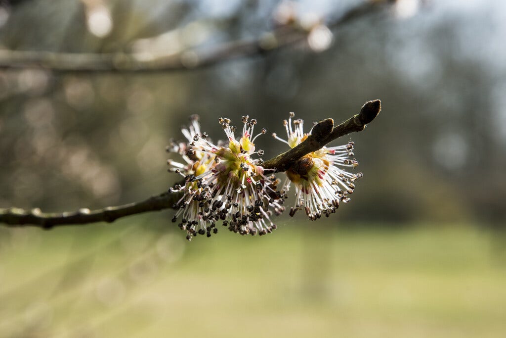 Ruwe iep, bosplantsoen (Ulmus glabra)