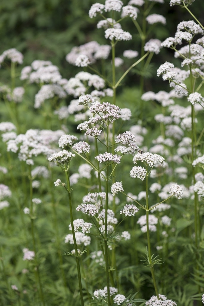 Gewone valeriaan (Valeriana officinalis)