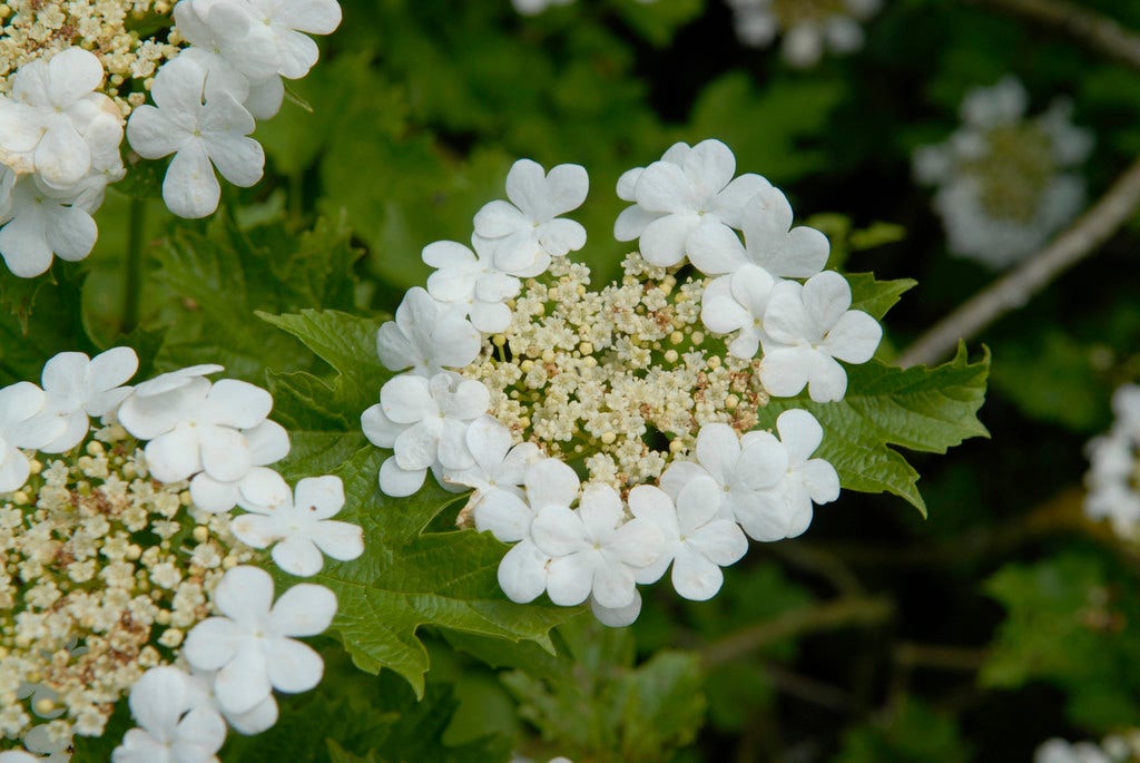 Gelderse roos (Viburnum opulus)