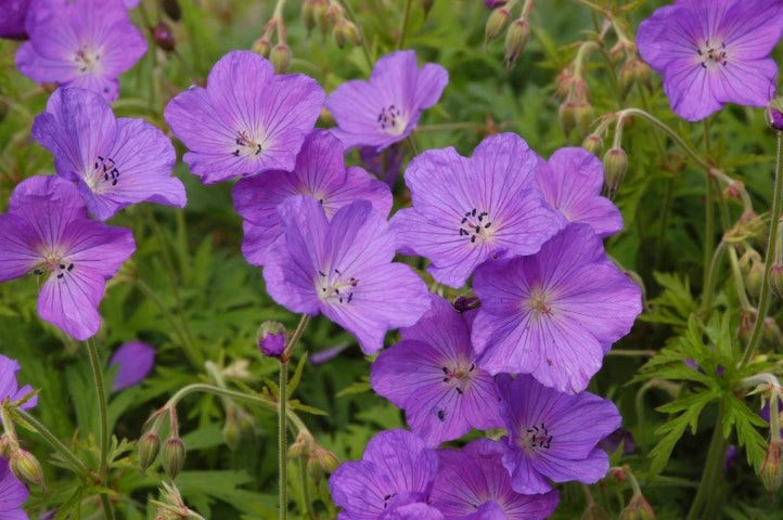 Ooievaarsbek (Geranium pratense 'Spinners')