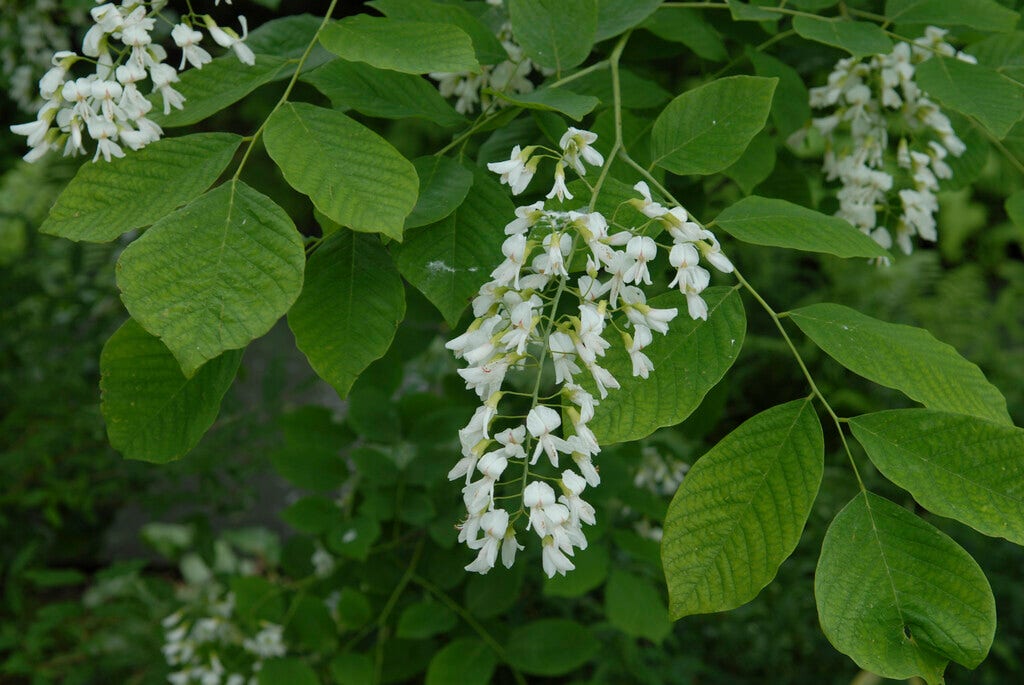 Geelhout als struik (Cladrastis kentukea)