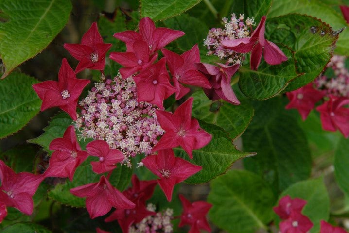 Hortensia (Hydrangea macrophylla 'Rotschwanz')