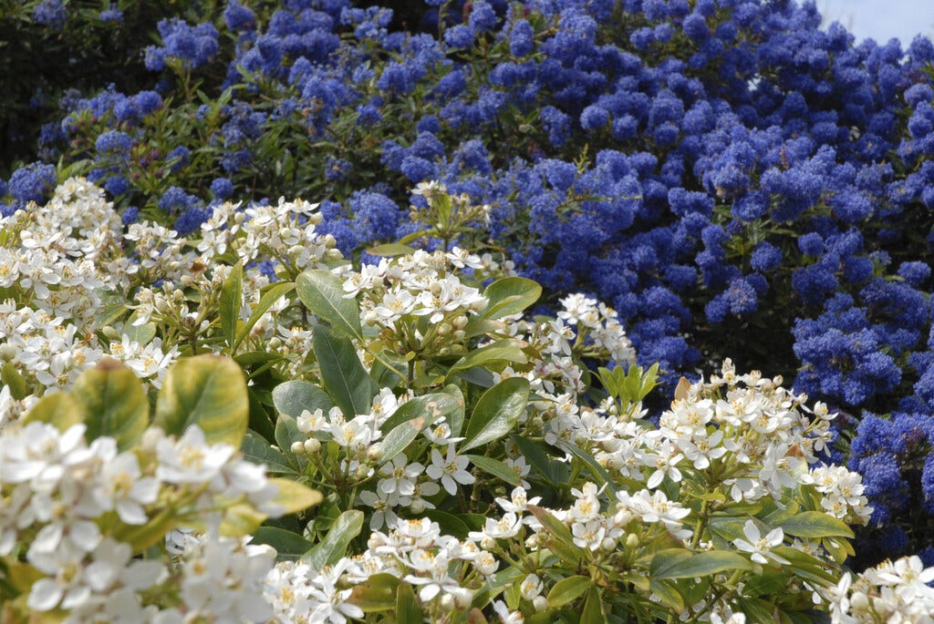 Amerikaanse sering (Ceanothus 'Blue Sapphire')