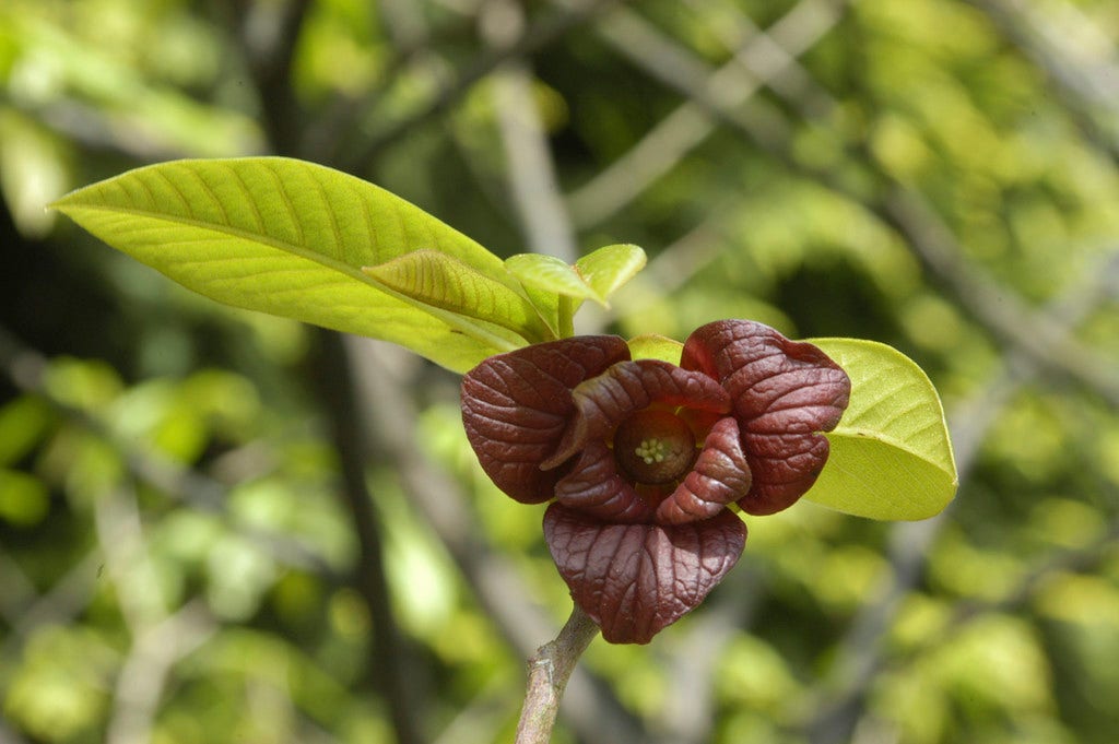 Pawpaw (Asimina triloba)