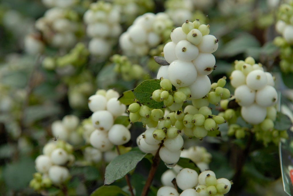 Sneeuwbes (Symphoricarpos 'Magical Galaxy®)