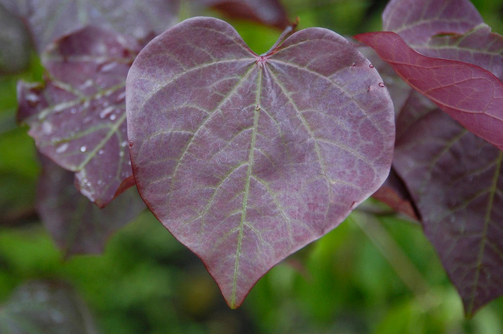 Meerstammige Judasboom (Cercis canadensis 'Forest Pansy')