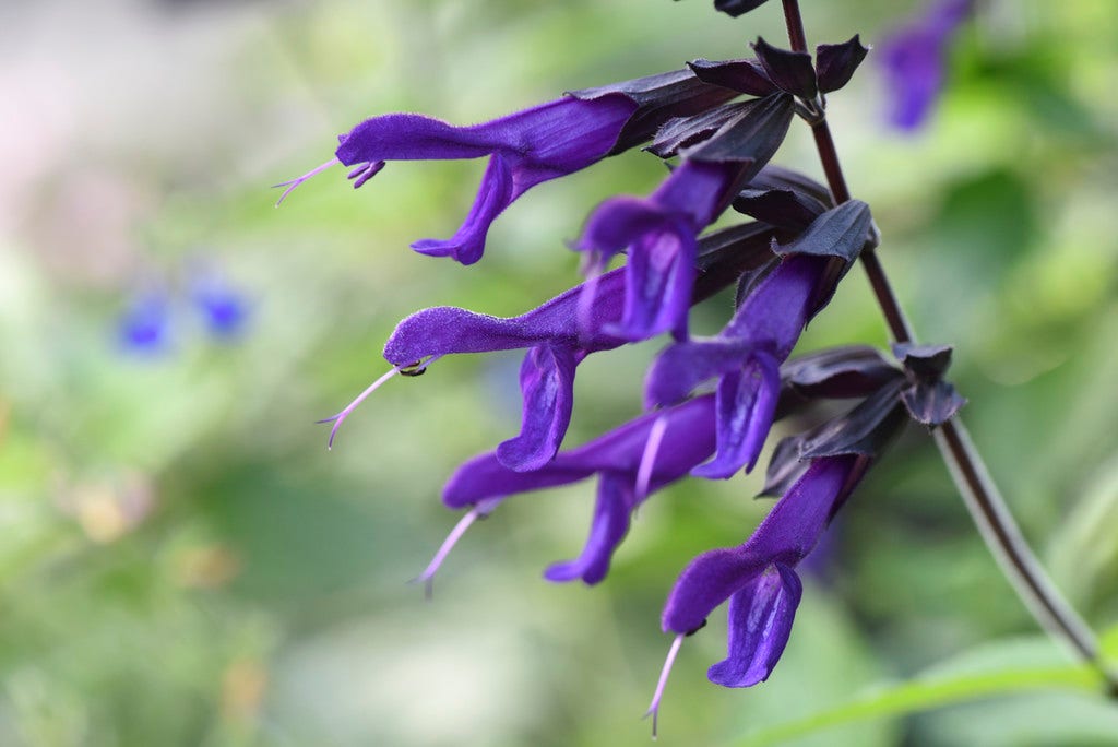 Salie (Salvia 'Amistad')