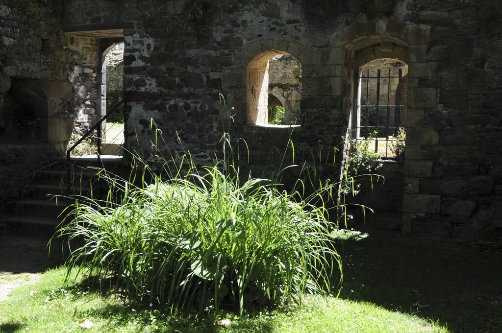 Treurzegge (Carex pendula)