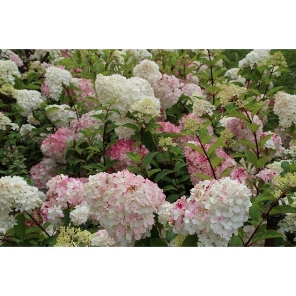 Pluimhortensia op stam (Hydrangea paniculata 'Vanille Fraise' stam)