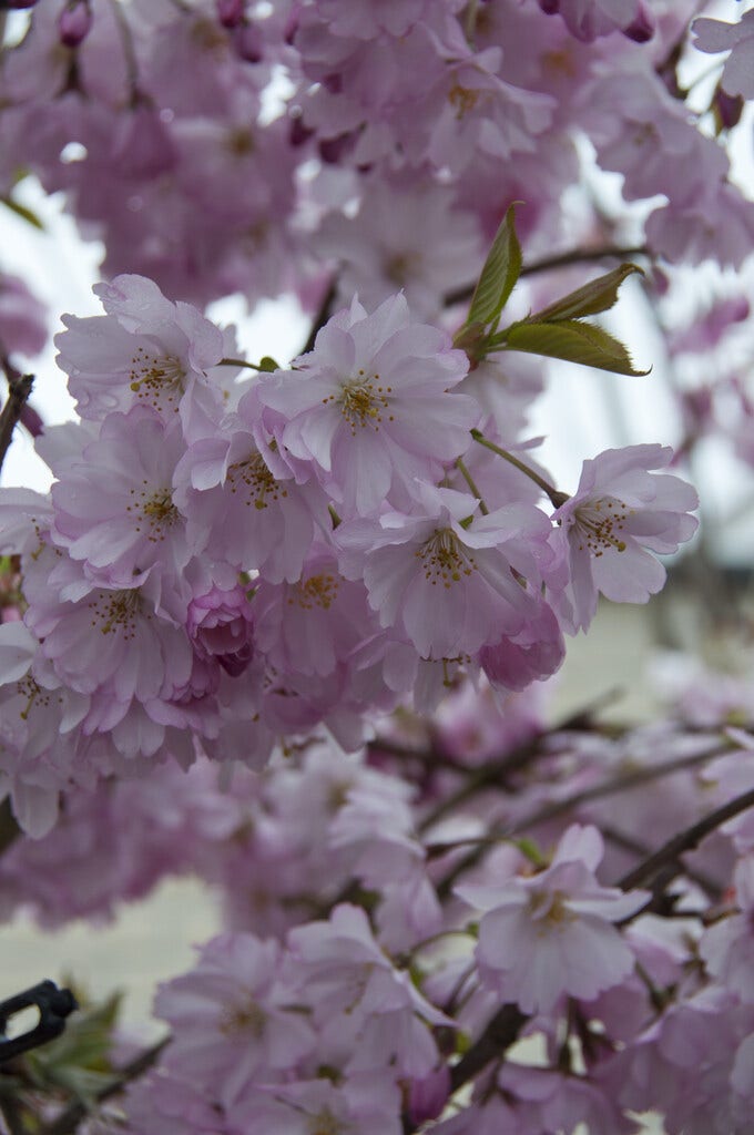 Meerstammige Sierkers (Prunus 'Spire')