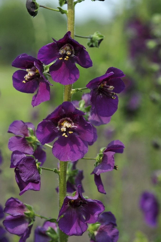 Paarse toorts (Verbascum phoeniceum)