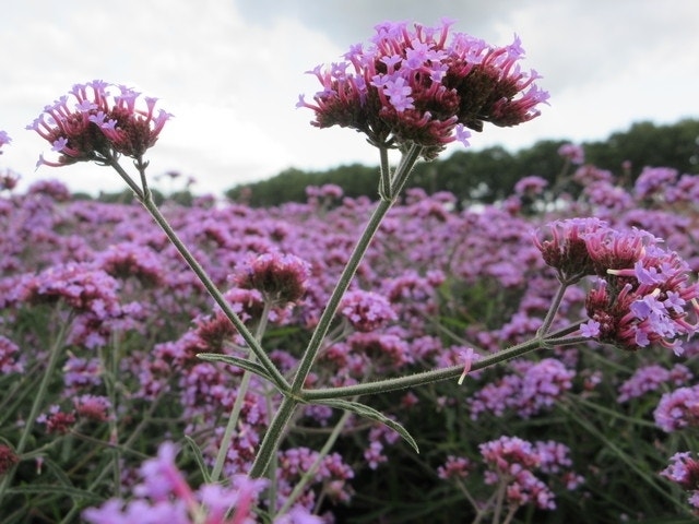 IJzerhard (Verbena bonariensis 'Lollipop')