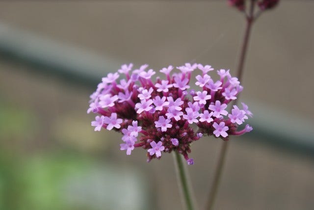 IJzerhard (Verbena bonariensis)