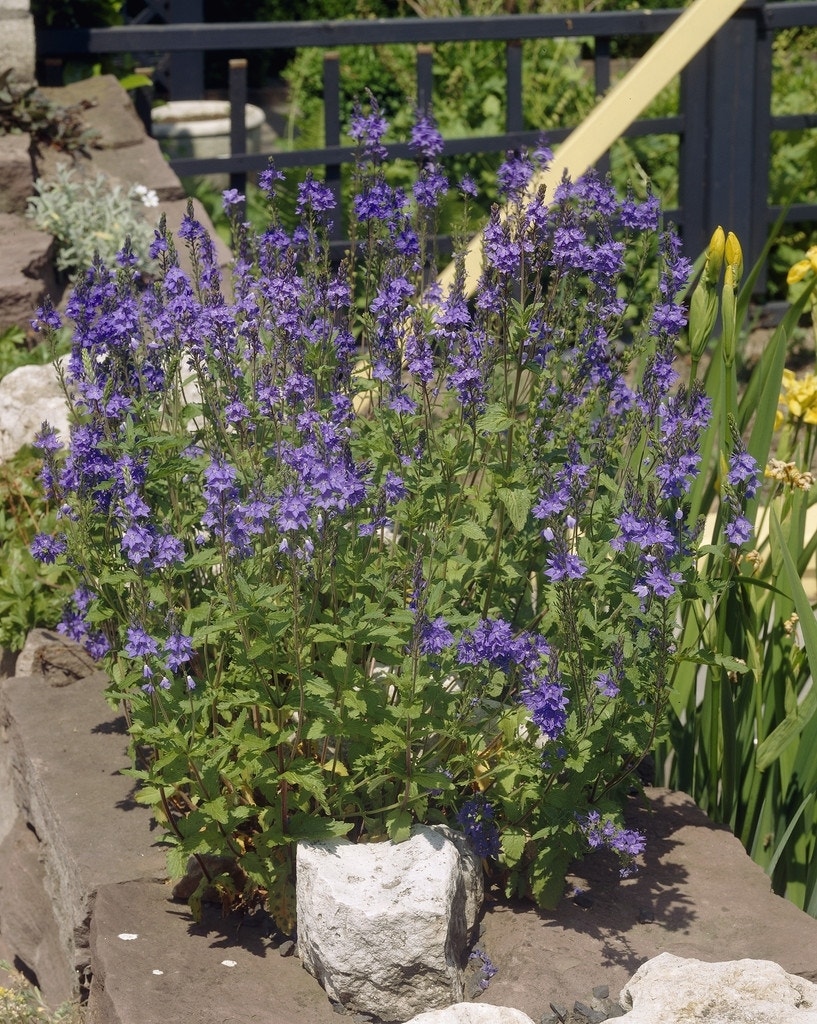 Ereprijs (Veronica austriaca 'Shirley Blue')