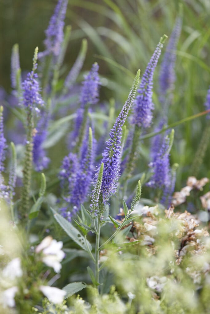 Ereprijs (Veronica longifolia)