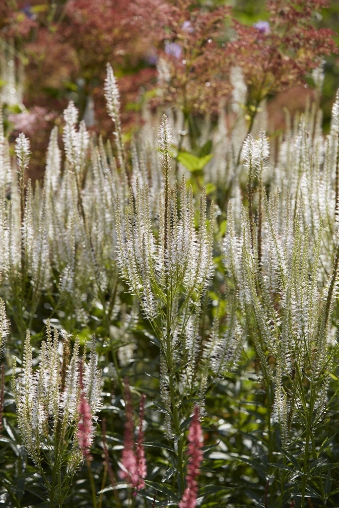 Virginische ereprijs (Veronicastrum virginicum 'Diana')