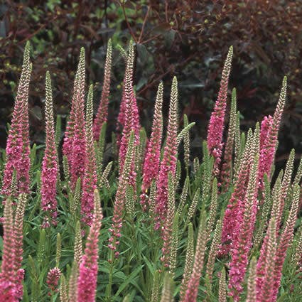 Ereprijs (Veronica spicata 'Rotfuchs')