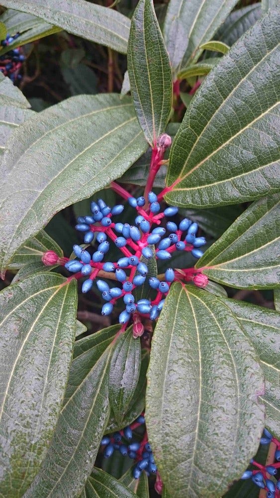 Sneeuwbal (Viburnum davidii)