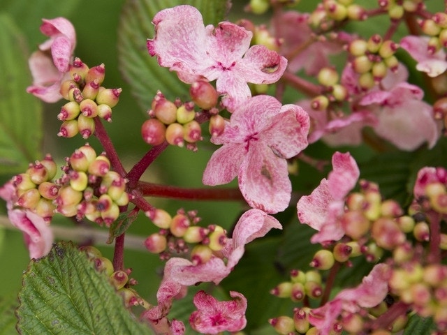 Japanse sneeuwbal (Viburnum plicatum 'Kilimandjaro Sunrise')