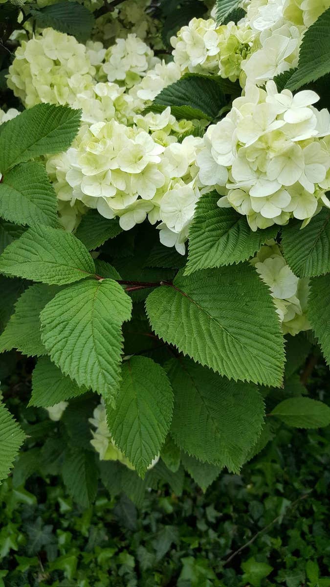 Japanse sneeuwbal (Viburnum plicatum ‘Rotundifolium’)