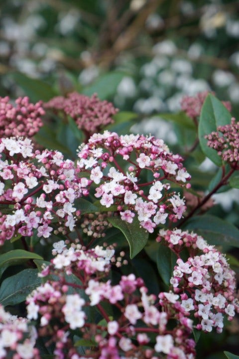 Sneeuwbal (Viburnum tinus 'Spirit')