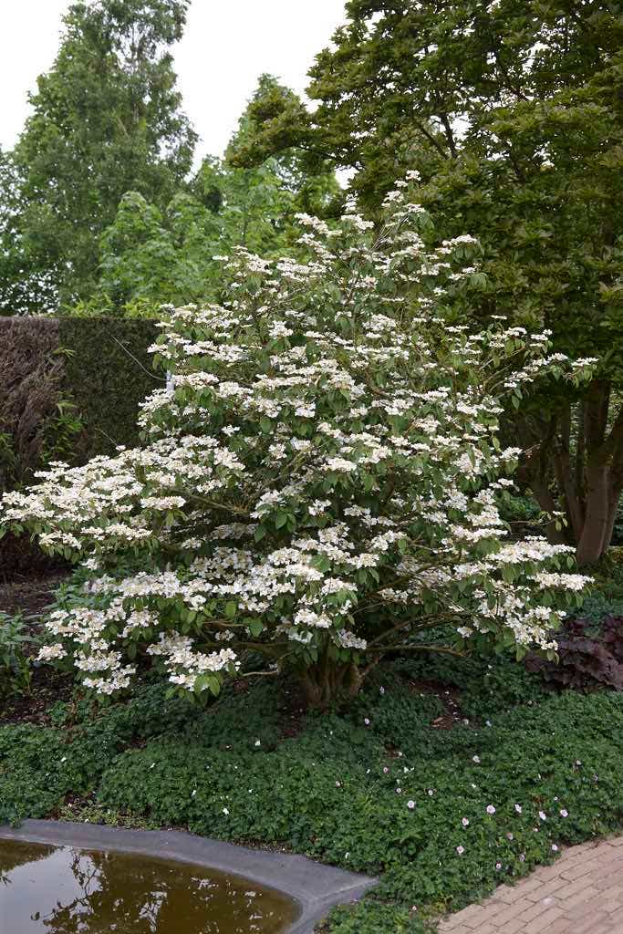 Japanse Sneeuwbal (Viburnum plicatum 'Tomentosum')