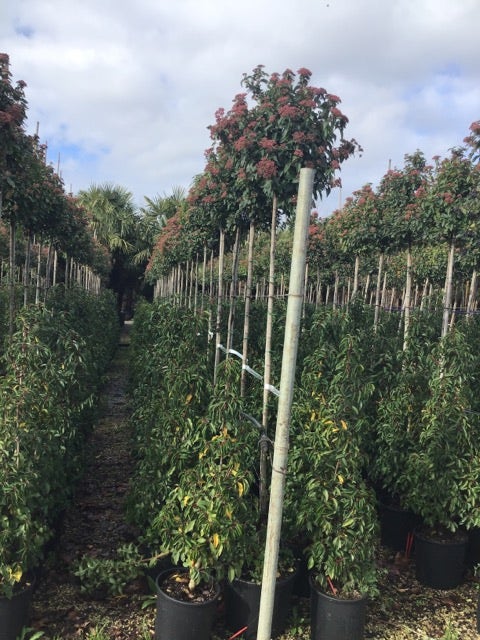 Sneeuwbal als boom (Viburnum tinus 'Spirit')