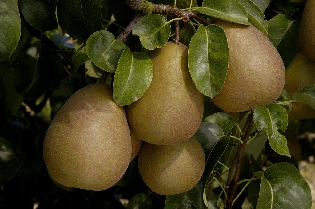 Perenboom (Pyrus communis 'Beurre Hardy')