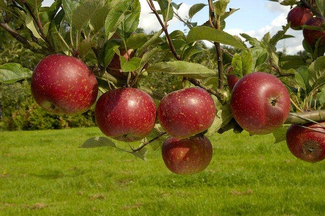 Lei-Appel (Malus domestica 'Ingrid Marie')