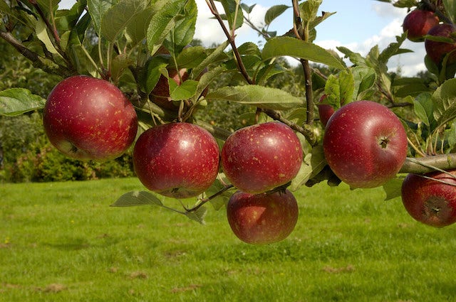 Appelboom (Malus domestica 'Ingrid Marie')