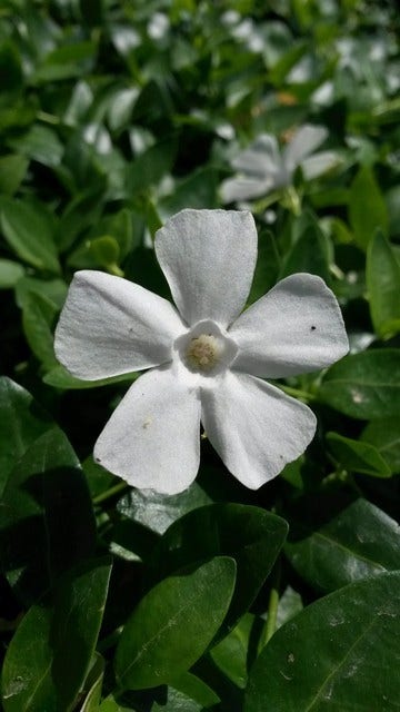 Kleine maagdenpalm (Vinca minor 'Gertrude Jekyll')