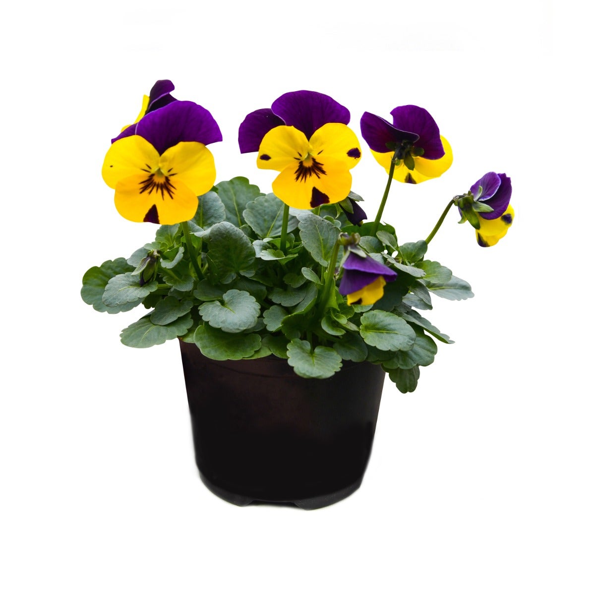 Viooltje (Viola cornuta 'Gold Purple Wing')