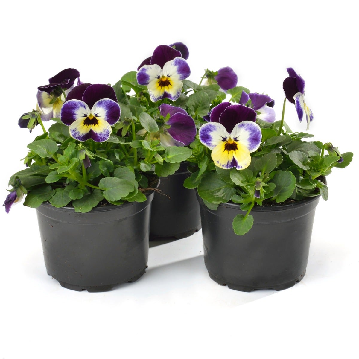 Viooltje (Viola cornuta 'Jolly Face')