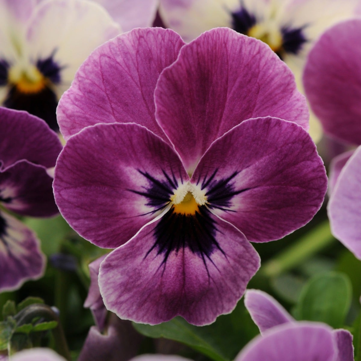 Viooltje (Viola cornuta 'Raspberry')