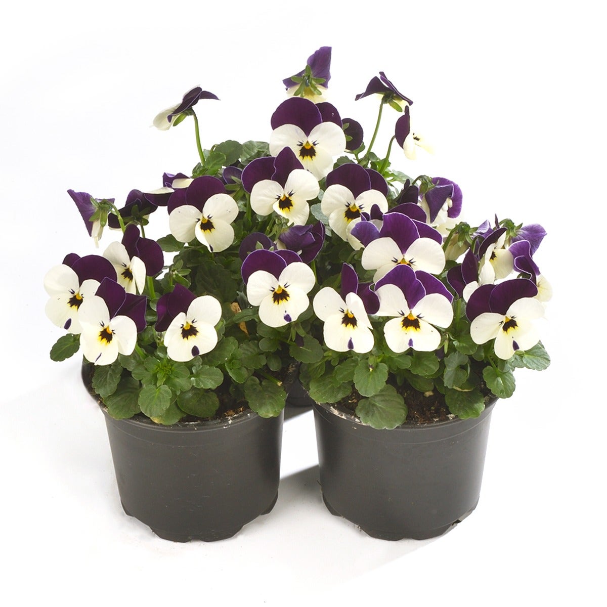 Viooltje (Viola cornuta 'White Violet')