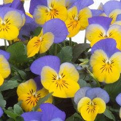 Viooltje (Viola cornuta 'Yellow Blue Wing')