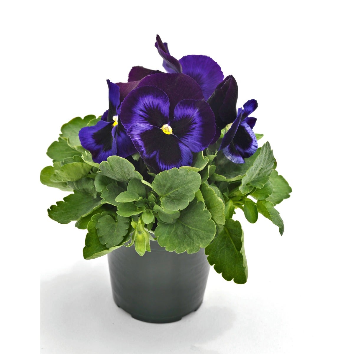 Viooltje (Viola f1 'Blue Velvet')