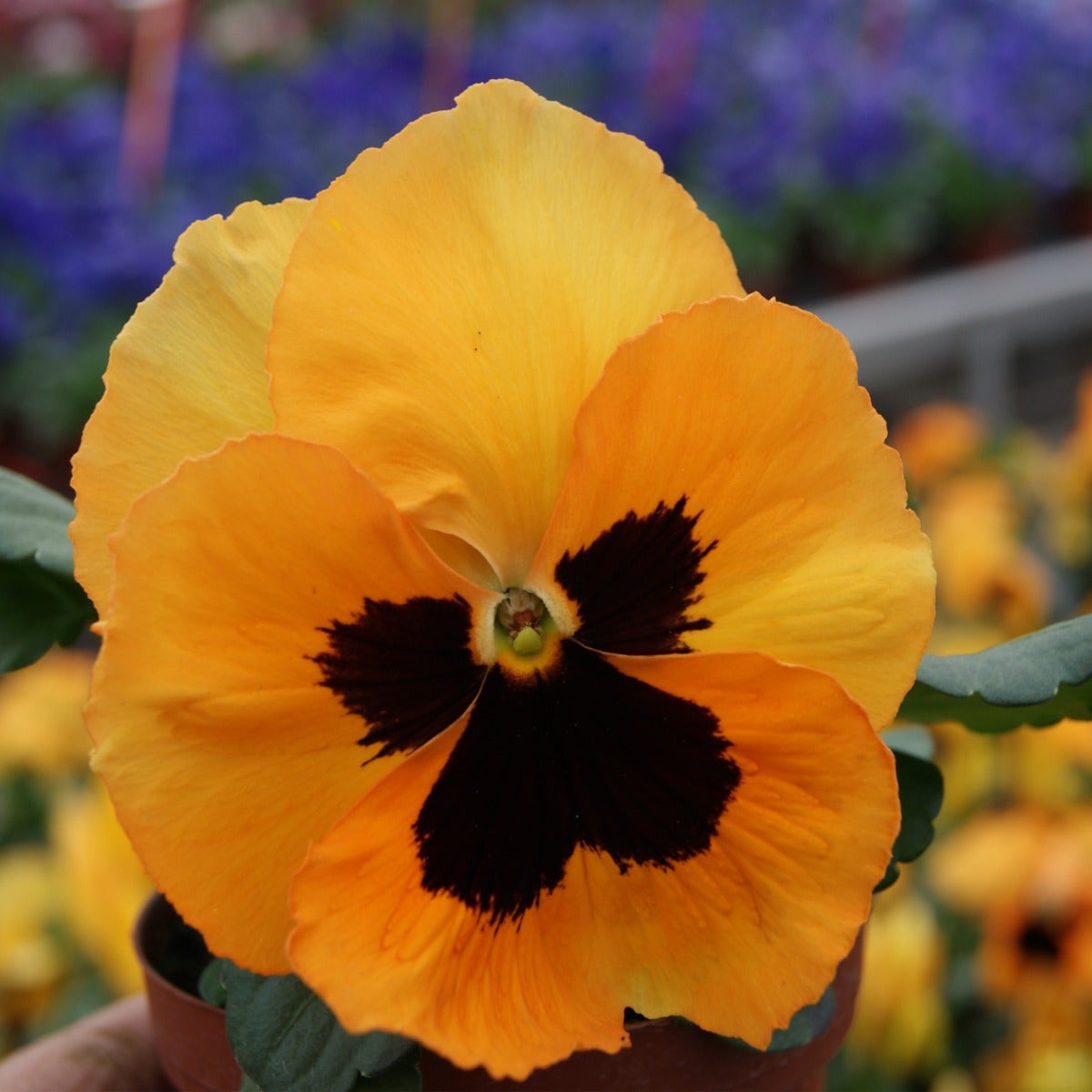 Viooltje (Viola f1 'Orange Blotch')