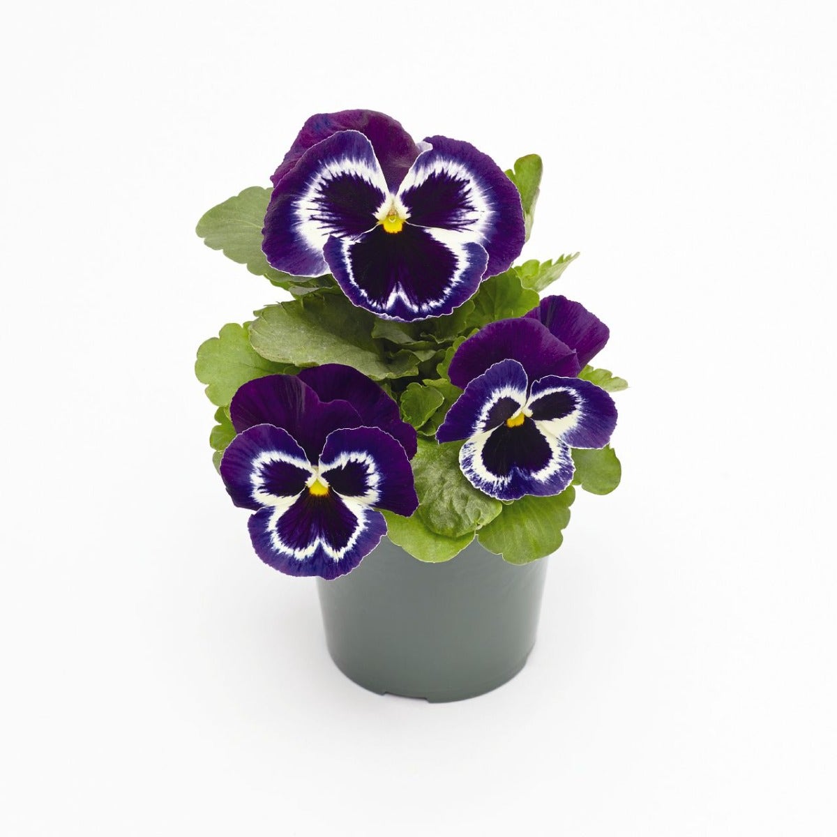 Viooltje (Viola f1 'Violet Face')