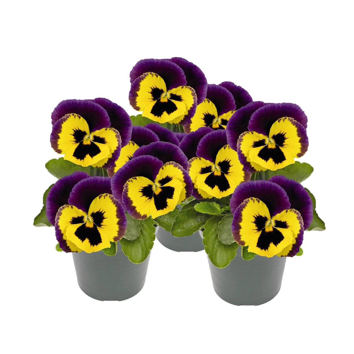 Viooltje (Viola f1 'Yellow Purple Wing')