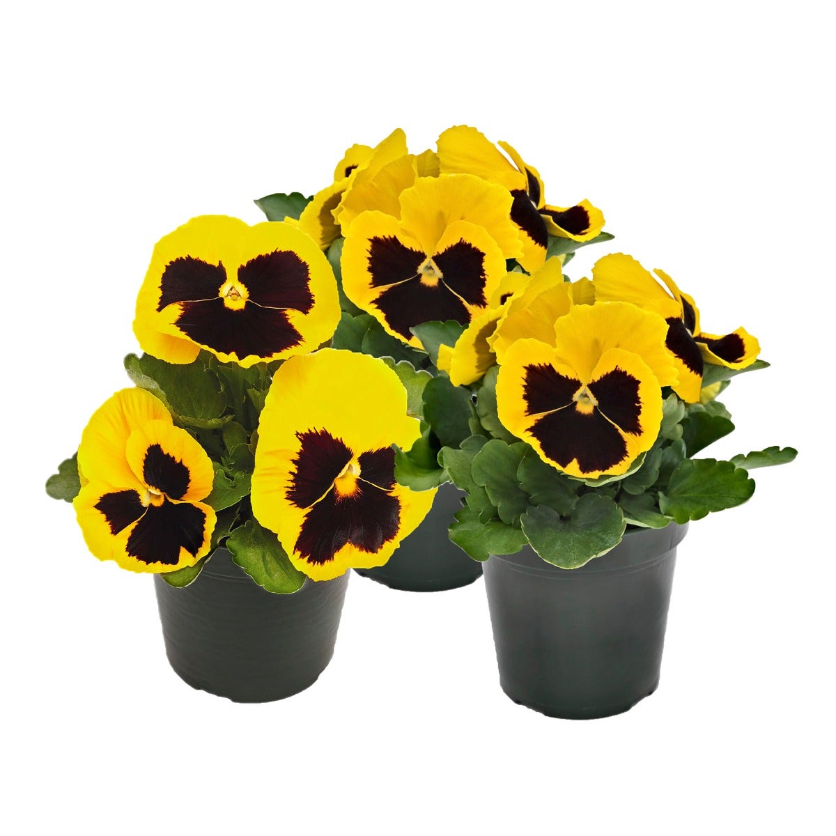 Viooltje (Viola f1 'Yellow Blotch')