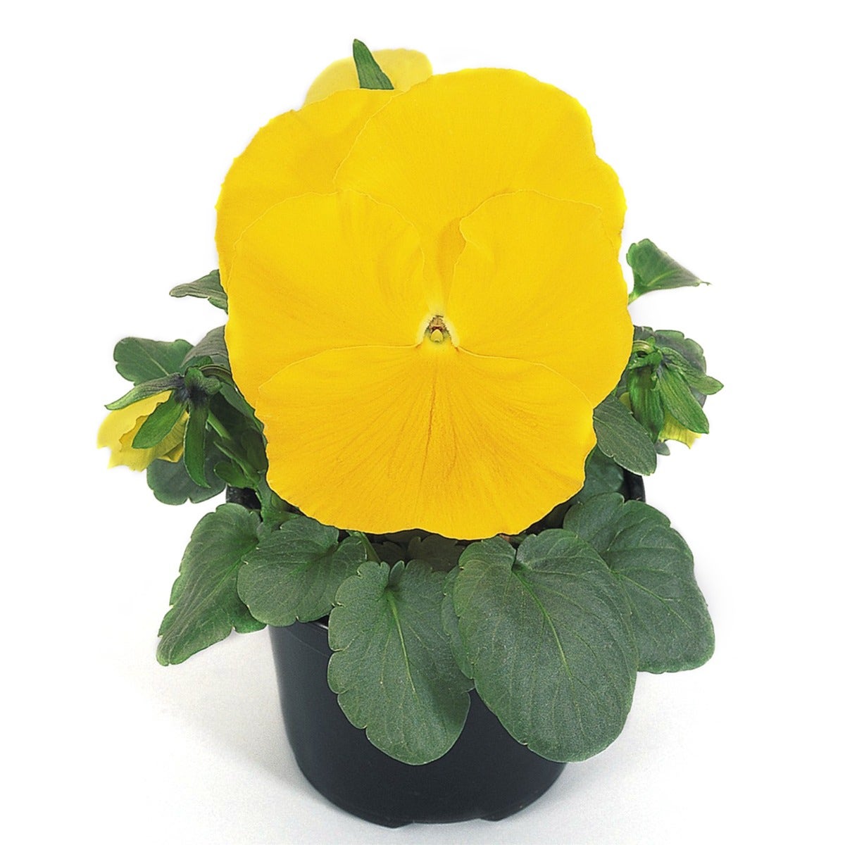 Viooltje (Viola f1 'Yellow')