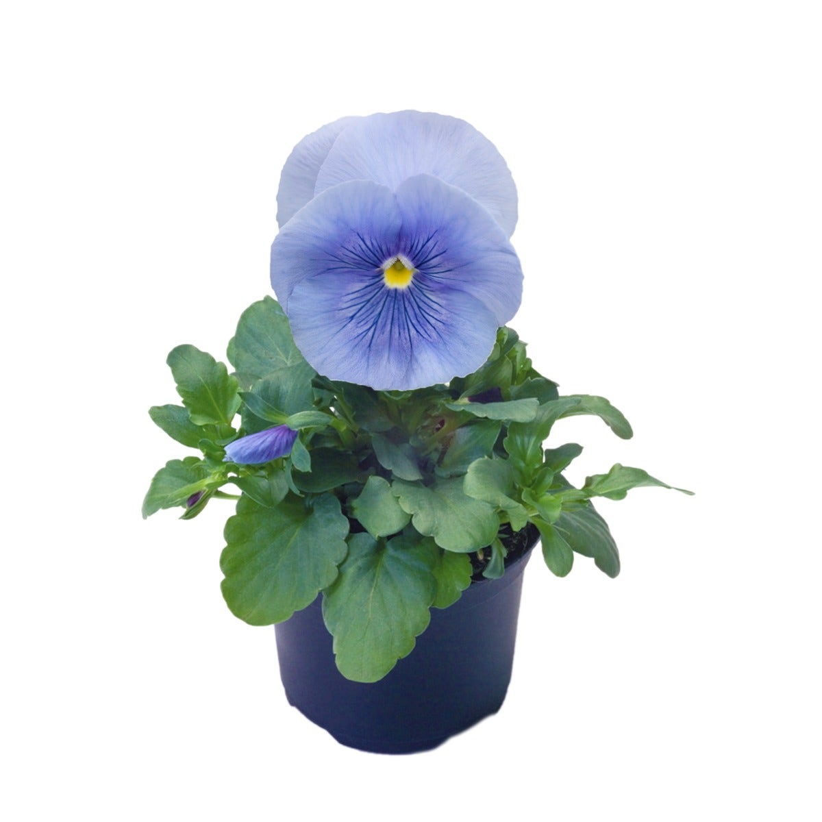 Viooltje (Viola f1 'Silver Azur')