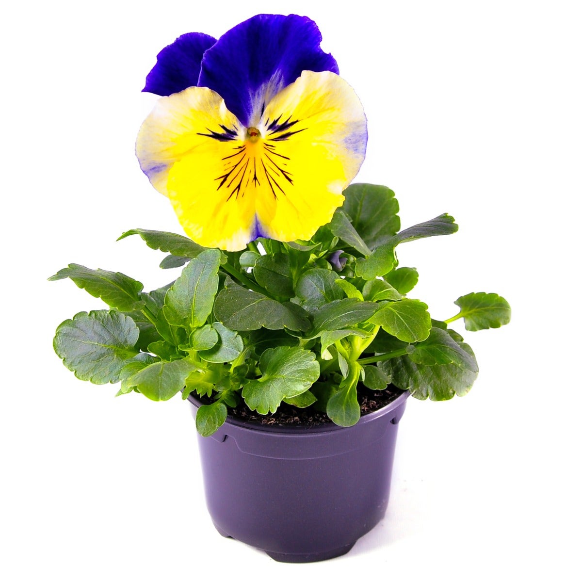 Viooltje (Viola f1 'Yellow Blue-Wing')