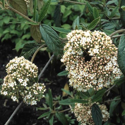 Sneeuwbal (Viburnum 'Pragense')