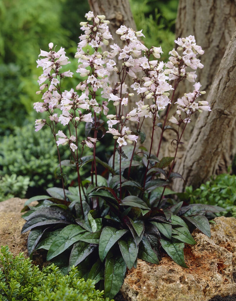 Schildpadbloem (Penstemon digitalis 'Husker Red')