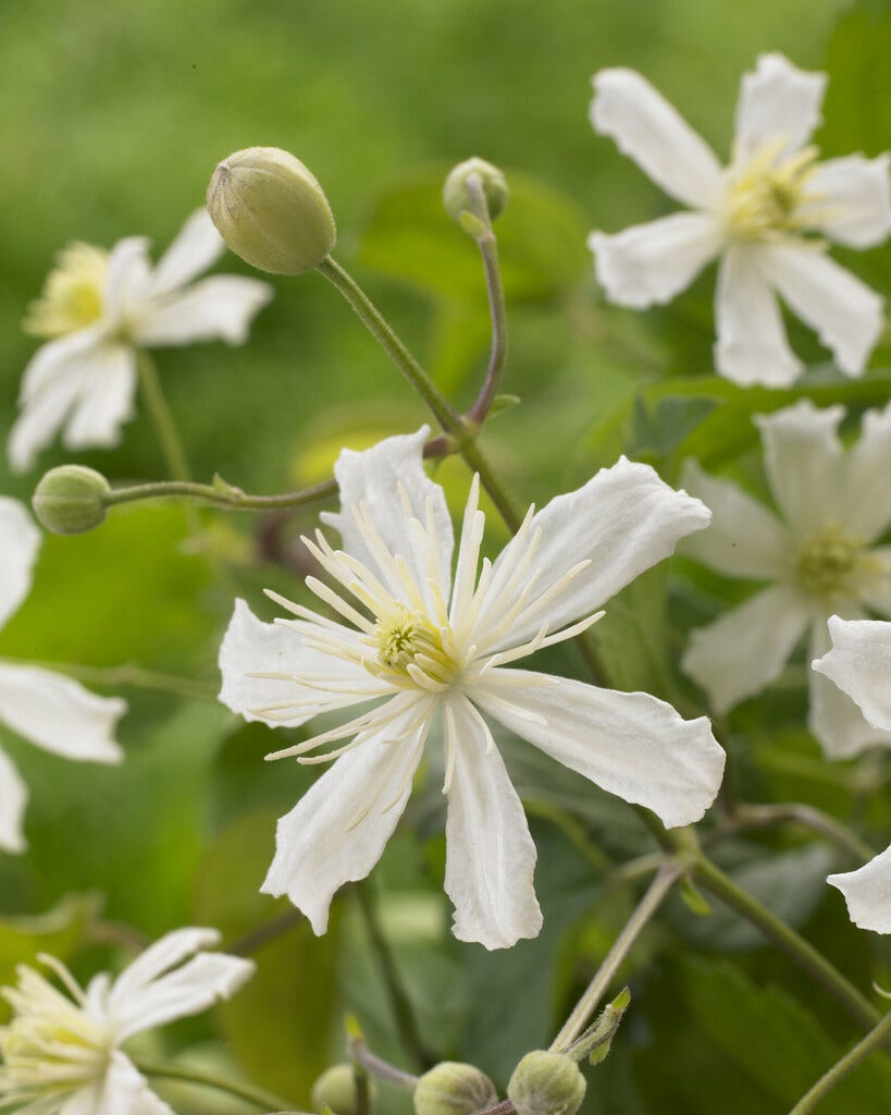 Bosrank (Clematis 'Paul Farges')