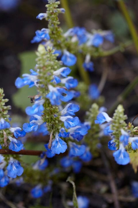 Salie (Salvia uliginosa)